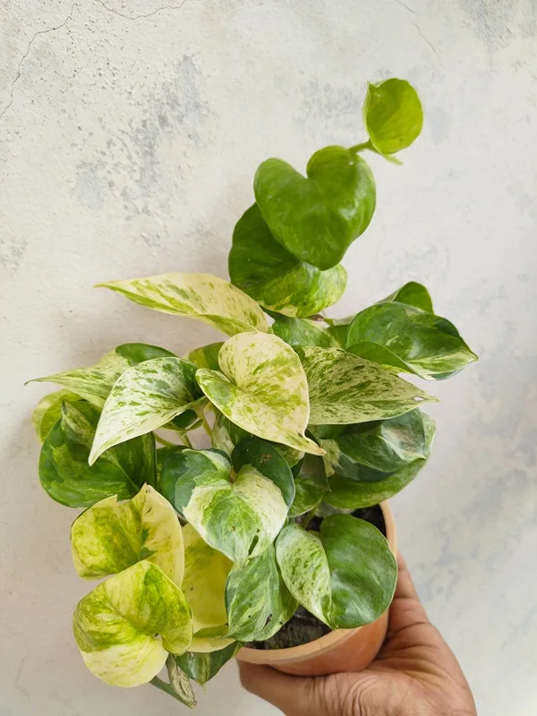 Manjula Pothos – আর্টের মতো পাতায় সবুজ-সাদা ঘূর্ণি!