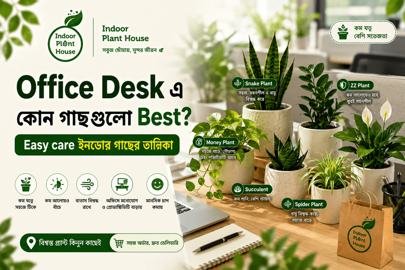 Office Desk এ কোন গাছগুলো Best? – Easy care ইনডোর গাছের তালিকা