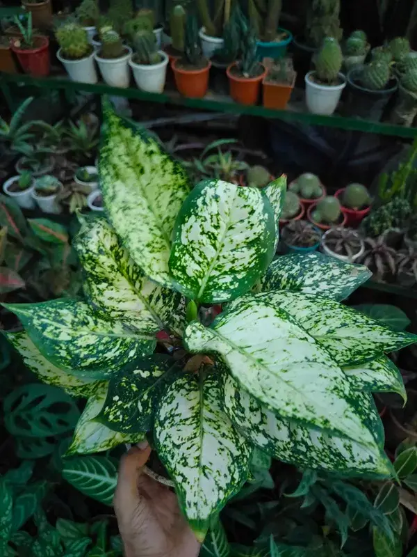 Snow White Aglaonema – প্রকৃতির কোলে স্নিগ্ধ সাদা সৌন্দর্য