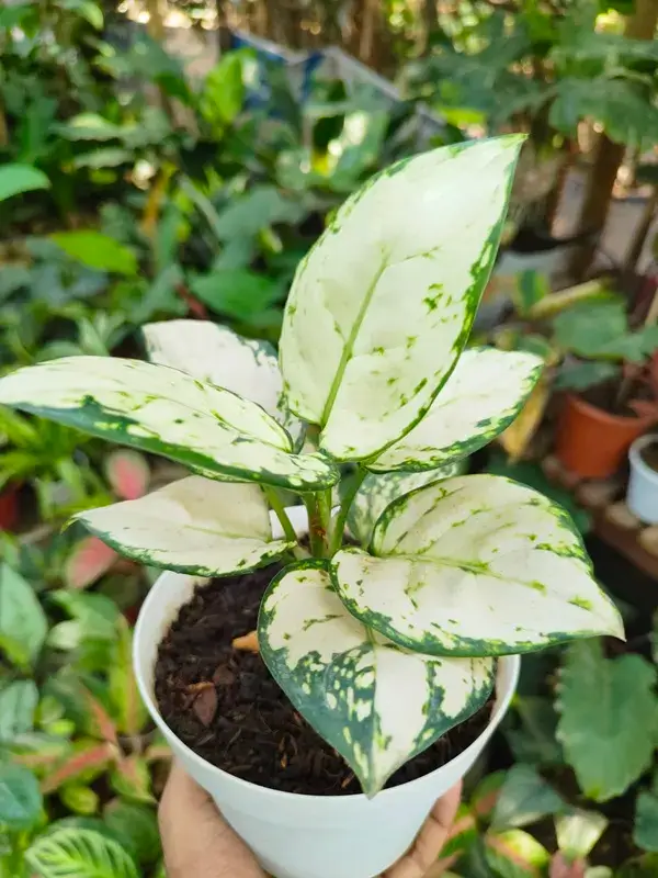 Aglaonema Super White - দুধে আলতা পাতার রঙ