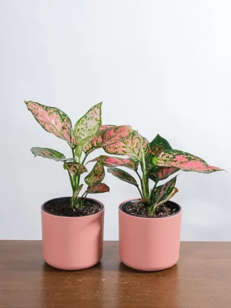 সিরামিক পটে Aglaonema Valentine
