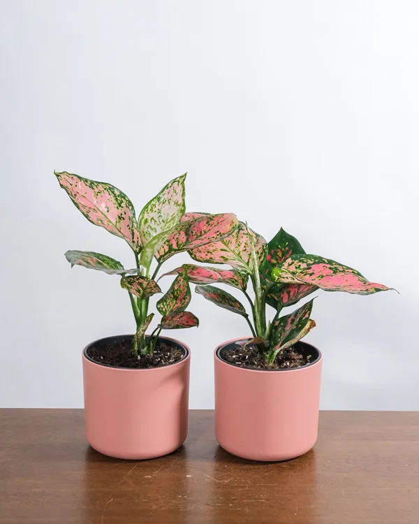 Aglaonema Valentine - ভালোবাসার ছোঁয়া নিয়ে আসে