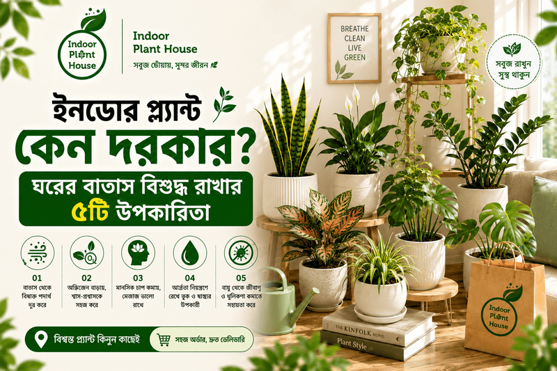 ইনডোর প্ল্যান্ট কেন দরকার? – ঘরের বাতাস বিশুদ্ধ রাখার ৫টি উপকারিতা