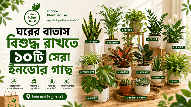 ঘরের বাতাস বিশুদ্ধ রাখতে ১০টি সেরা ইনডোর গাছ