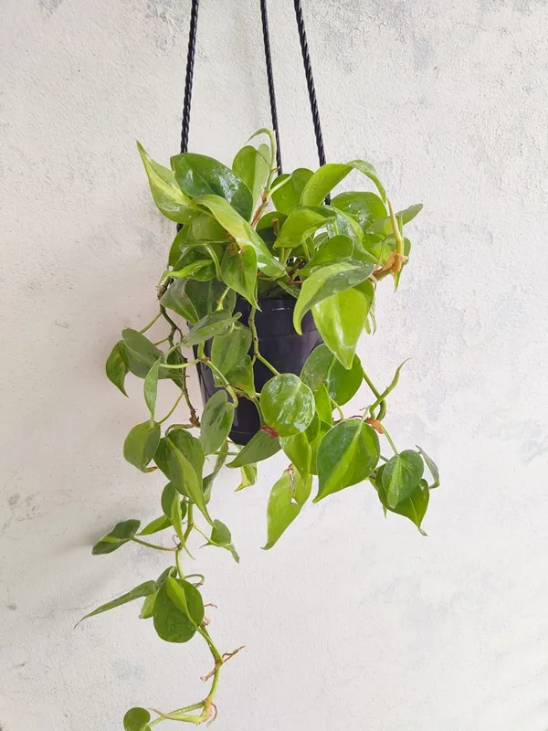 Philodendron Brasil – হৃদয়ছোঁয়া সবুজ সৌন্দর্য