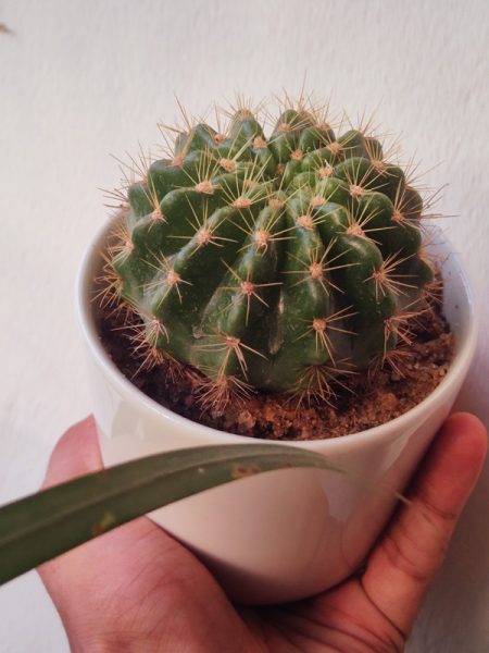 সিরামিক পটে Desk Cactus