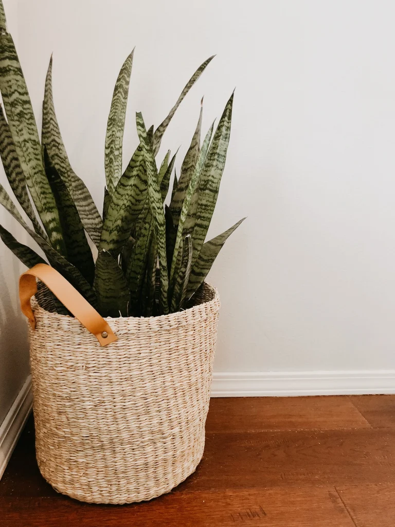 Snake Plant – (Air Purifier | Low Light )