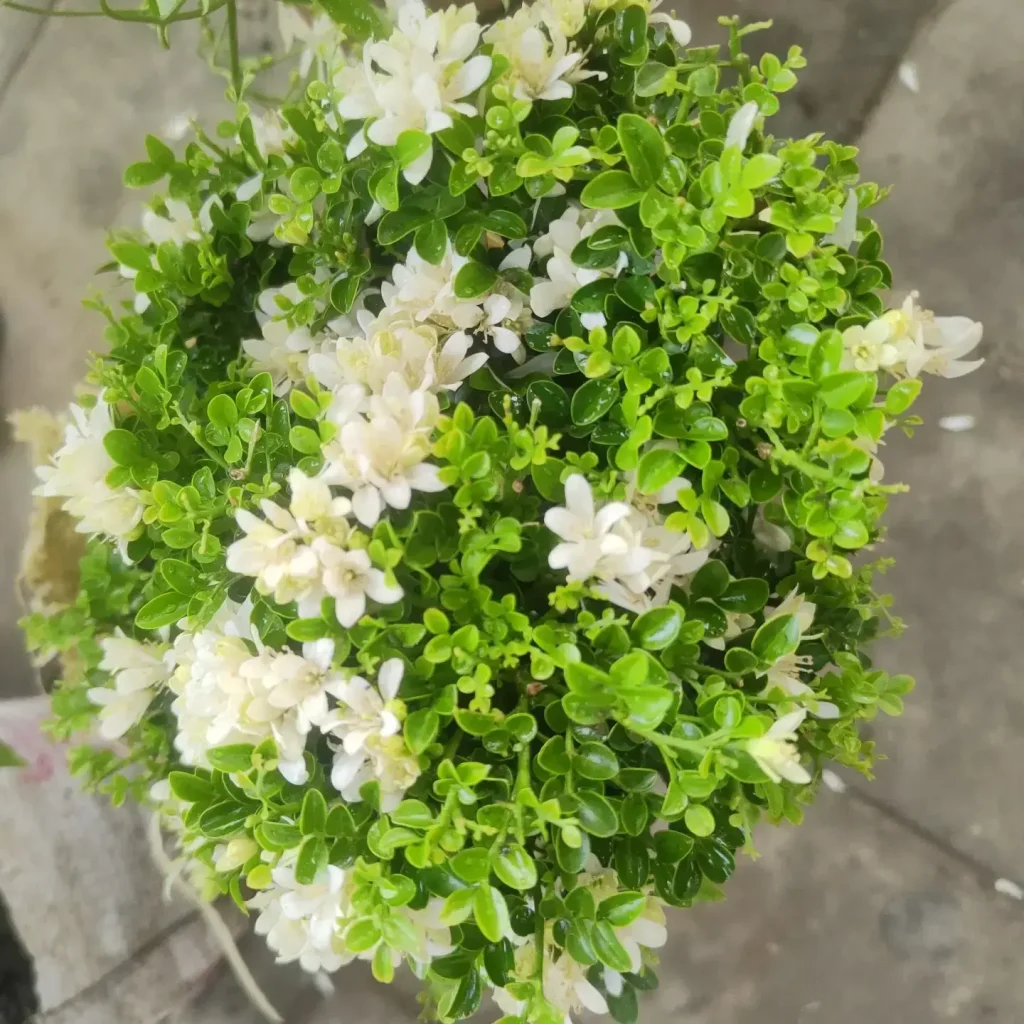 Thai Kamini – সৌন্দর্য, সুবাস আর সবুজে মোড়া এক দুর্দান্ত গাছ