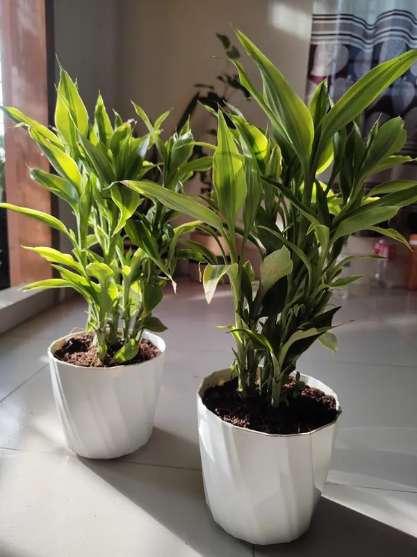 লাকি ব্যাম্বু (Lucky Bamboo – মাঝারি/বড় আকৃতির ঘন সেটআপ)