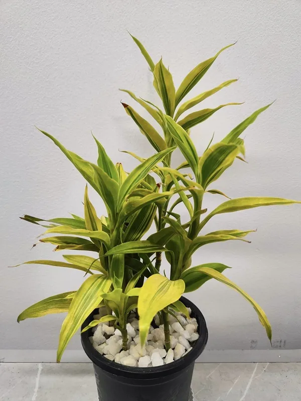 অফিস ডেক্স এর জন্য লাকি ব্যাম্ব - Lucky Bamboo
