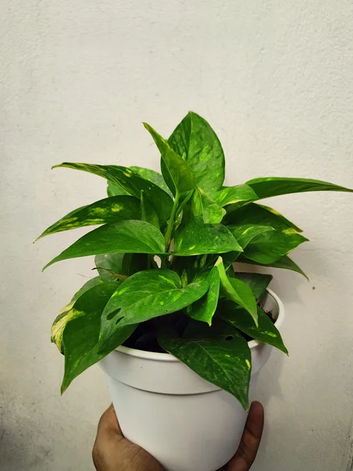 Money Plant Pothos - মানি প্ল্যান্ট