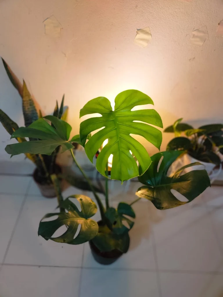 Monstera Deliciosa (মনস্টেরা ডেলিসিওসা)