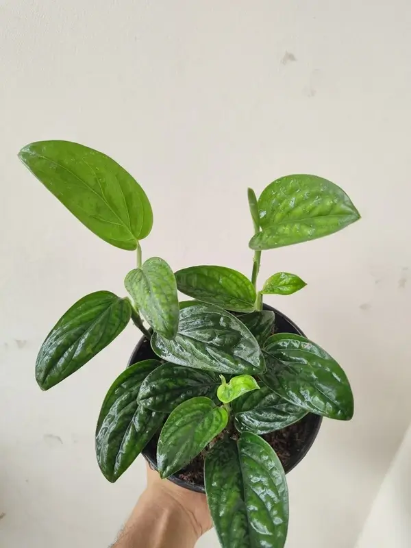 Monstera Peru – আলাদা, স্টাইলিশ এবং সহজ পরিচর্যার গাছ