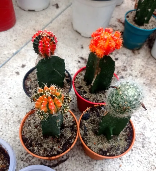 Moon Cactus (মুন ক্যাকটাস) – রঙিন ইনডোর সৌন্দর্য