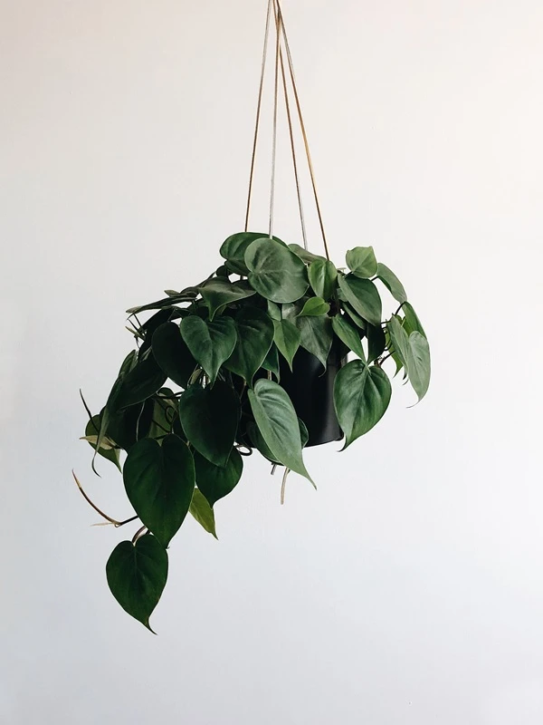 Philodendron Heartleaf - কোমল হৃদয়-আকৃতির পাতা