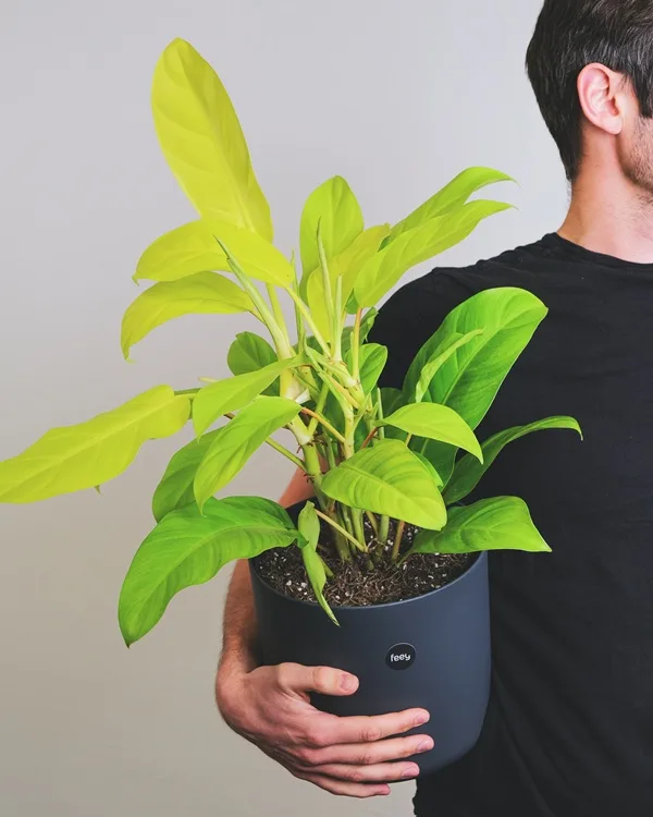Philodendron Lemon Lime – রঙের জাদু নিয়ে ঘরের বাতাসে সতেজতা!