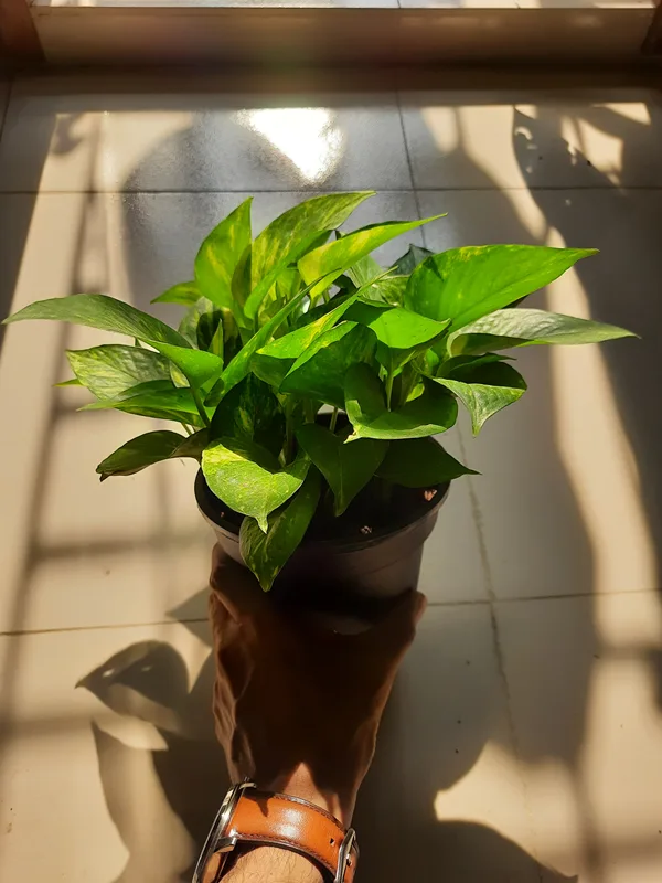 মানি প্ল্যান্ট (Money Plant – Pothos)