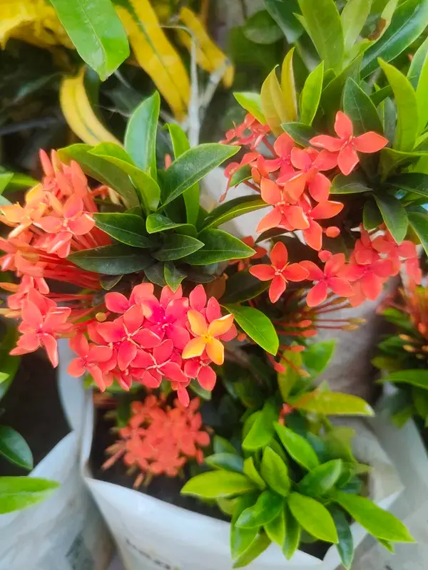 Ronggon – রঙে ভরা প্রকৃতির উপহার