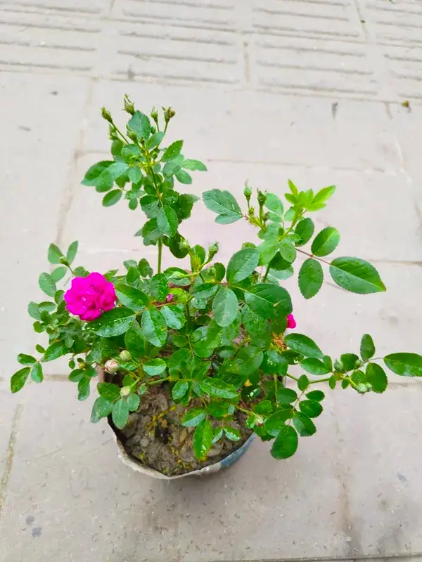 Rose Plant – সৌন্দর্য ও ভালোবাসার প্রতীক