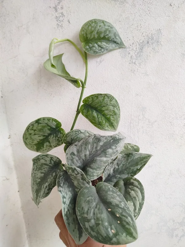 Scindapsus Exotica – গাছের পাতায় আভিজাত্য