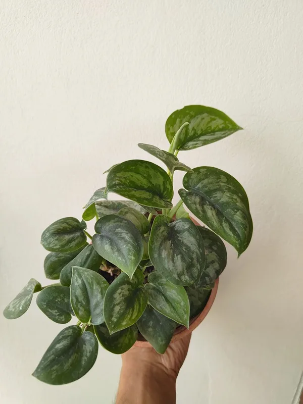 Silver Satin Pothos - ঘরকে দিন ন্যাচারাল ও আধুনিক স্পর্শ
