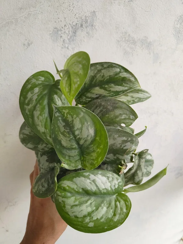 Scindapsus Silver Satin - ঘরকে দিন ন্যাচারাল ও আধুনিক স্পর্শ