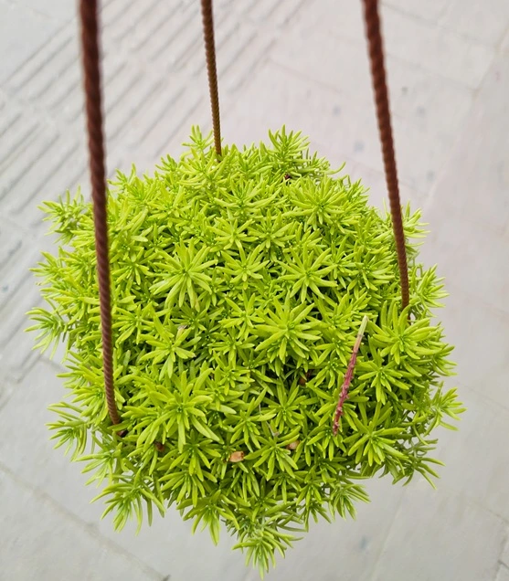 Sedum Succulent Plant – সহজ যত্নে সবুজ সৌন্দর্য