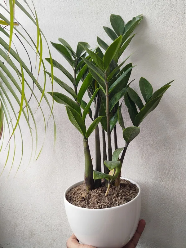 Green ZZ Plant  – সিরামিক পটে রেডি ইনডোর সৌন্দর্য