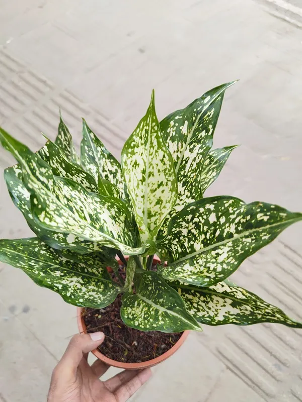 Aglaonema Plant – প্রিমিয়াম ইনডোর প্ল্যান্ট