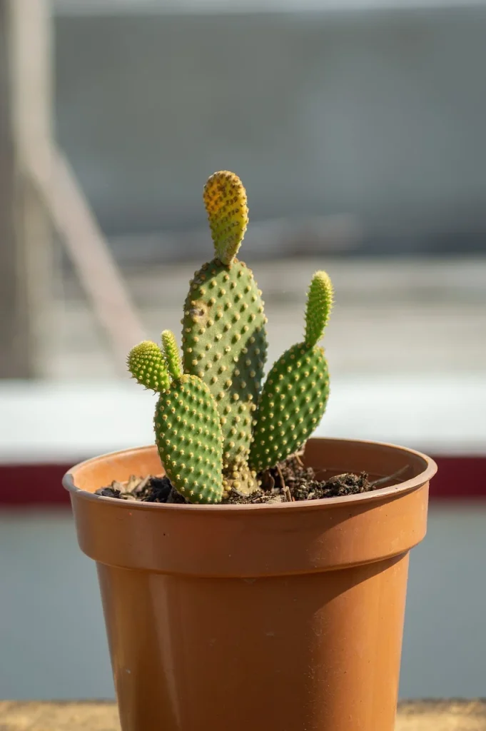 Bunny Cactus – খরগোশ কানের আকৃতির ক্যাকটাস