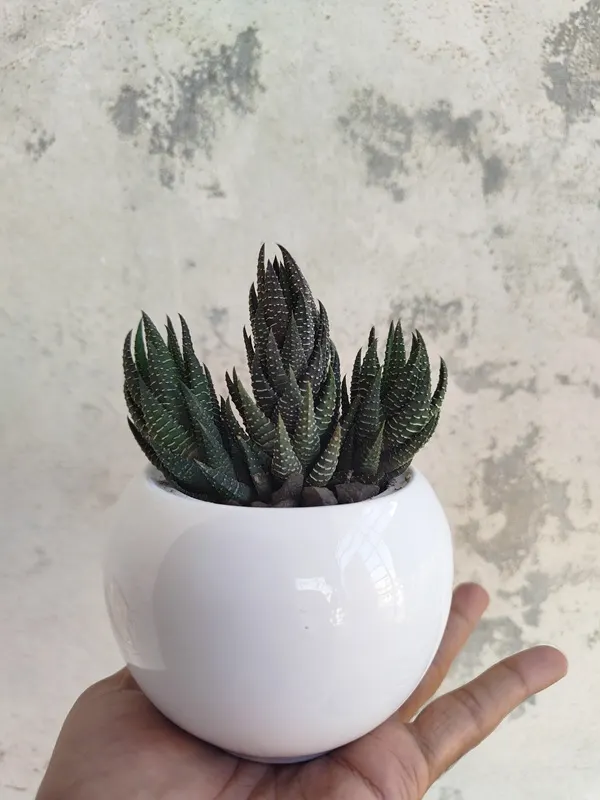 Cactus for Desk Setup - সেরামিক পটে জেব্রা সাকুলেন্ট