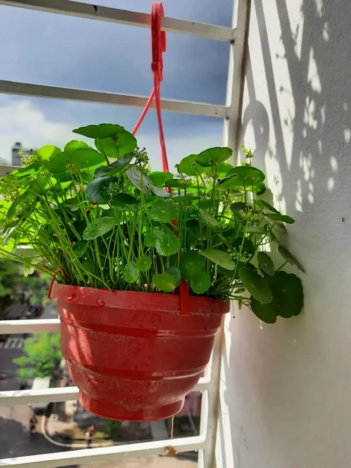 Coin Plant (Pennywort) – গোলাকার পাতার স্নিগ্ধ ইনডোর প্ল্যান্ট