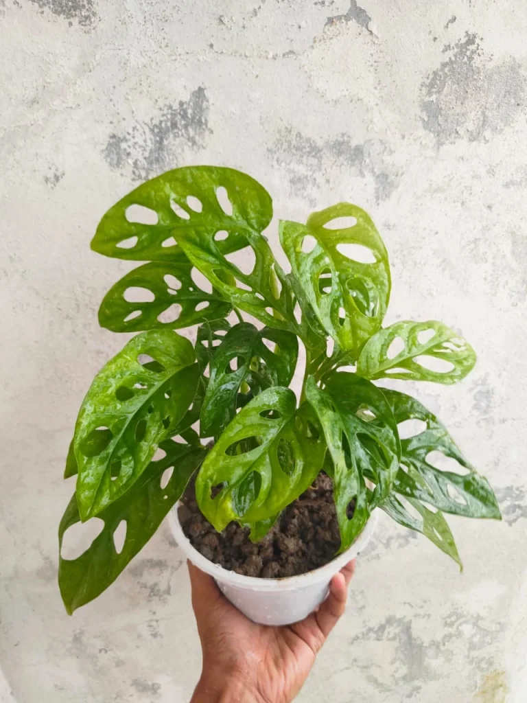 Monstera Adansonii - ছেড়া পাতার শিল্প