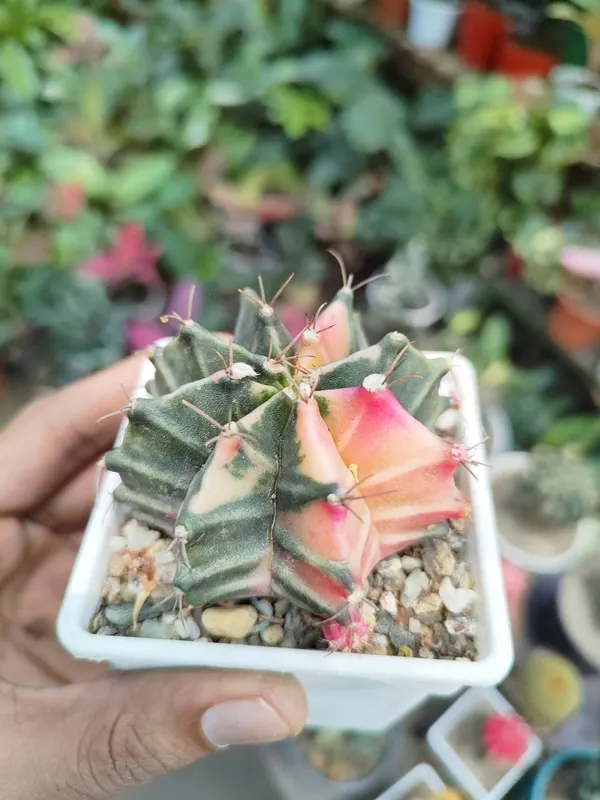 Variegated Gymnocalycium (Moon Cactus) – রঙিন ক্যাকটাস কালেকশন