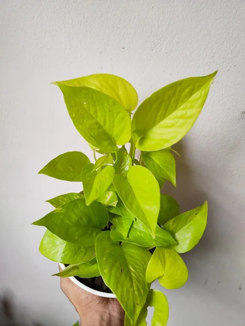 Neon Money Plant - হলুদে রাঙ্গান আপনার বাগান