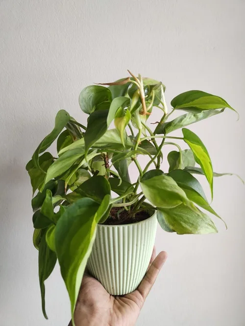 Brasil Philodendron Heartleaf