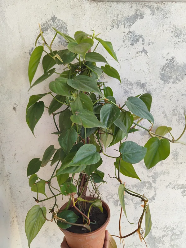 Philodendron heartleaf - সতেজ সবুজে ঘর সাজান