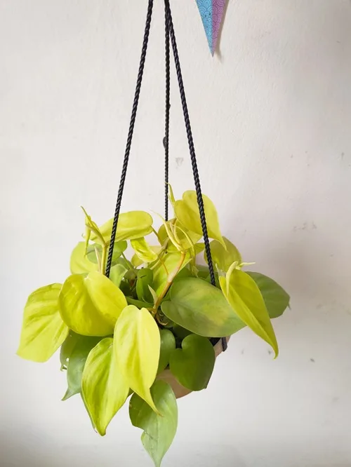 Philodendron Hanging Plants - বারান্দায় ঝুলিয়ে রাখুন