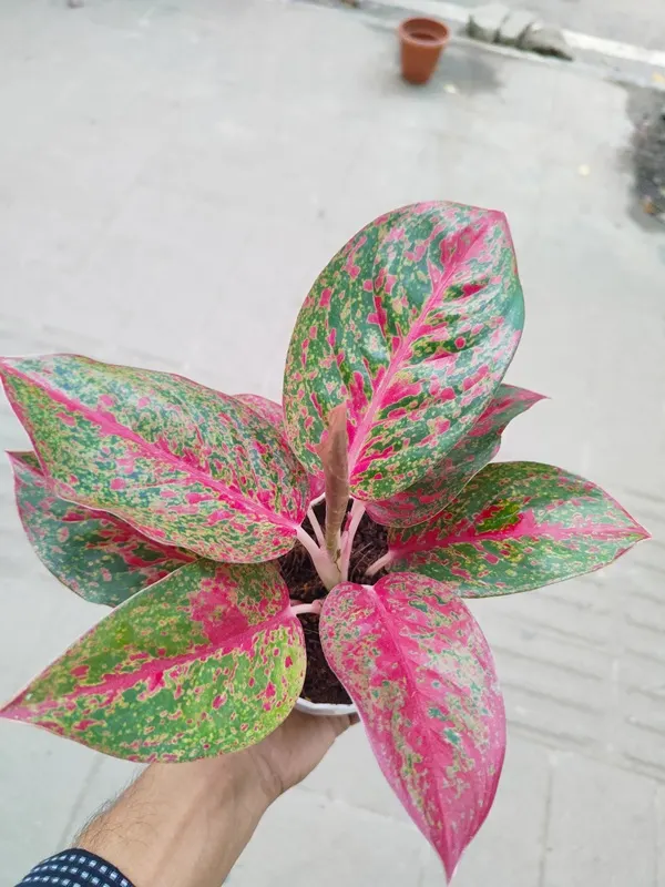 Aglaonema Red StarDust– প্রিমিয়াম ইনডোর ডেকোরেটিভ প্ল্যান্ট