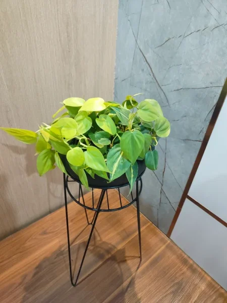 আয়রন স্ট্যান্ডে প্রিমিয়াম ইনডোর গাছ