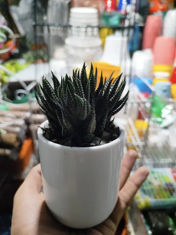Succulent (জেব্রা হাওয়ার্থিয়া) – আকর্ষণীয় ইনডোর সাকুলেন্ট