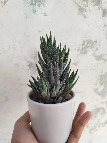 টবে Zebra Succulent