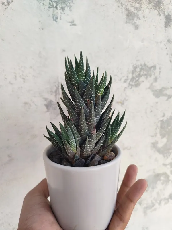 Succulent for Office Desk Setup - জেব্রা সাকুলেন্ট