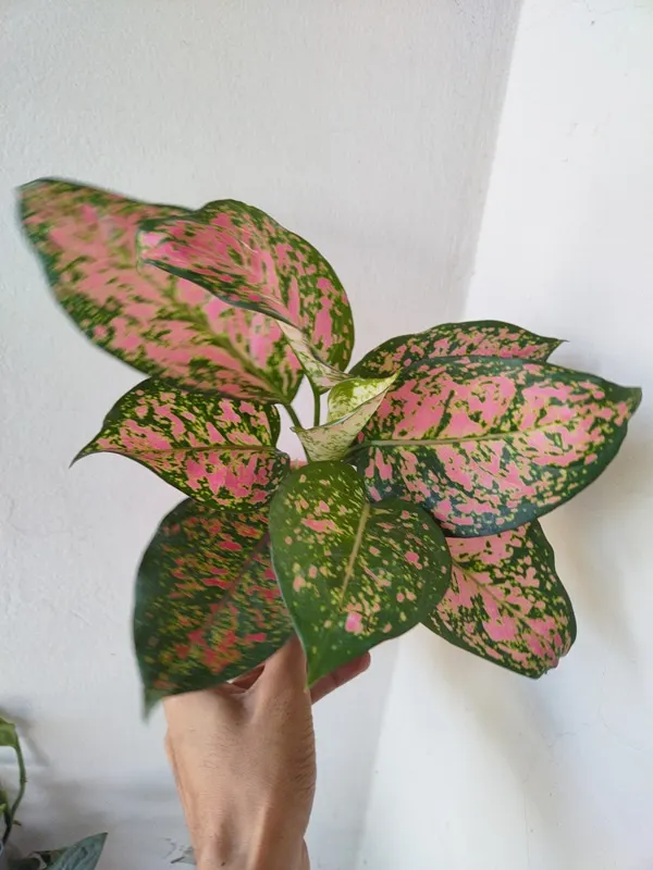 Aglaonema Valentine - Pure Love