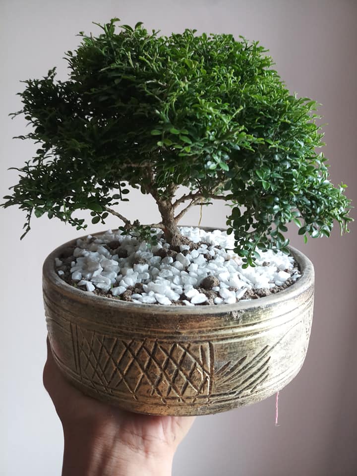 Kamini (কামিনী) বনসাই
