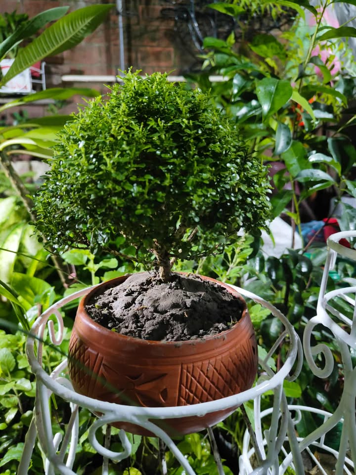 মাটির পটে কামিনী বনসাই