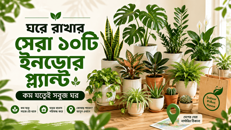 ঘরে রাখার সেরা ১০টি ইনডোর প্ল্যান্ট (কম যত্নেই সবুজ ঘর)