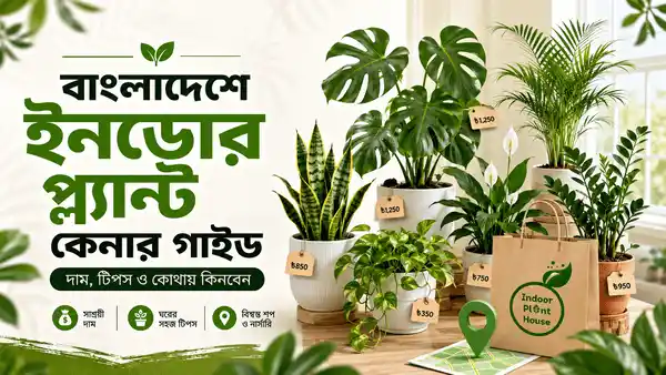 বাংলাদেশে ইনডোর প্ল্যান্ট কেনার গাইড: দাম, টিপস ও কোথায় কিনবেন