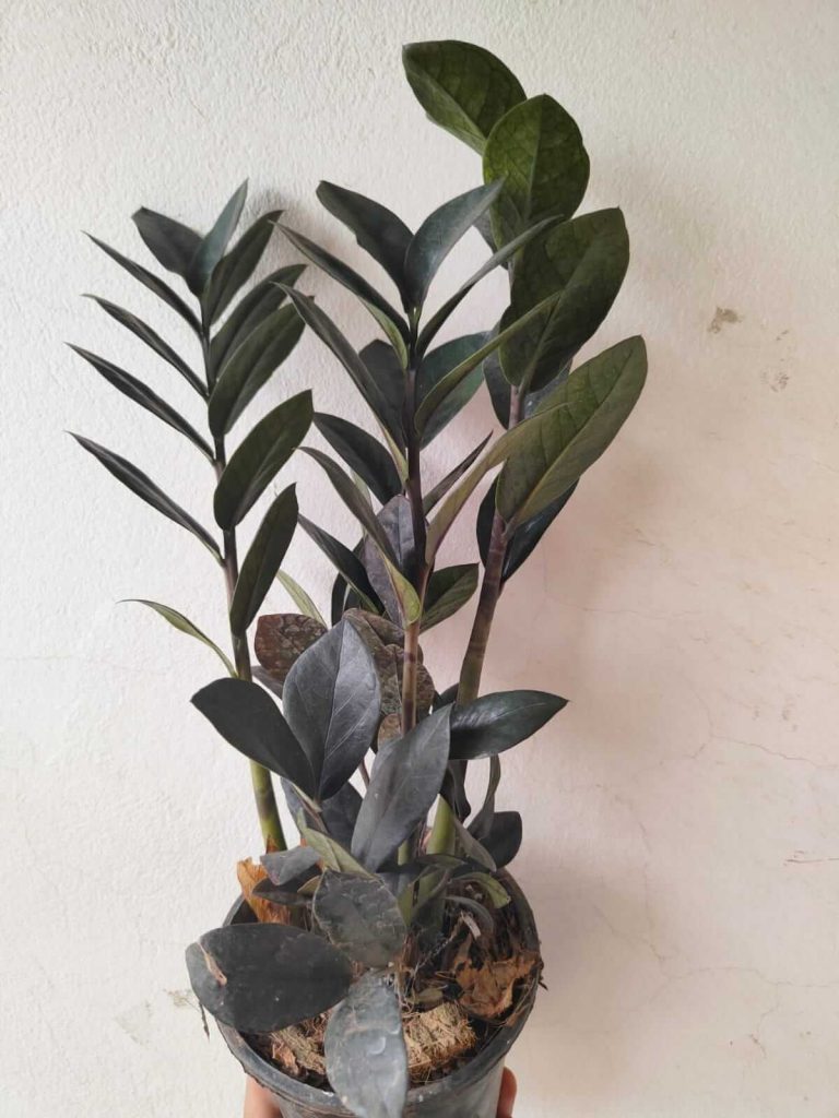 Black ZZ Plant – কালচে পাতার প্রিমিয়াম ইনডোর প্ল্যান্ট