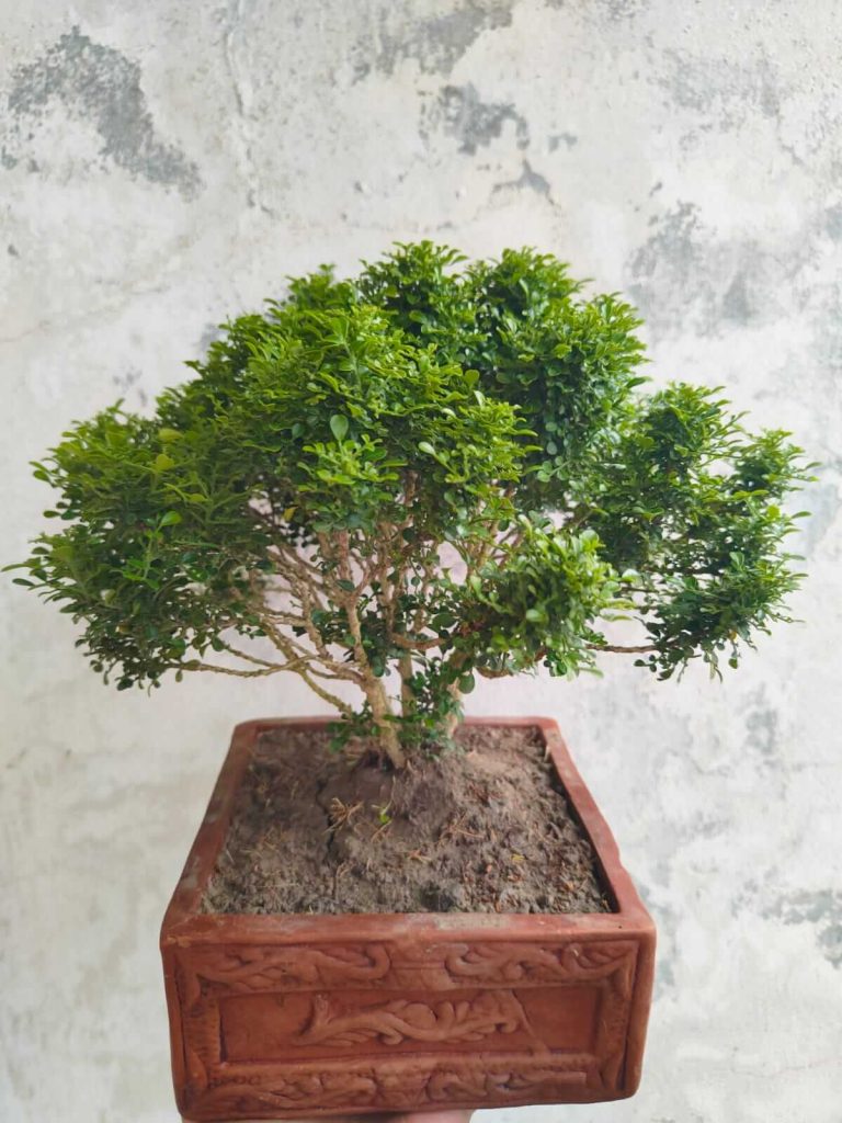 প্রিমিয়াম কামিনী বনসাই